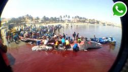 Ballena varó en Paita y pobladores la descuartizan por su carne