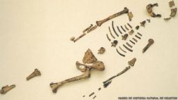 Ella es Lucy, el fósil que reescribió la evolución humana