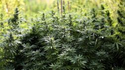 Ica: Incineran 30.000 plantones de marihuana