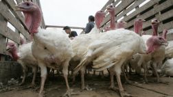 Tumbes: ladrones se llevan 50 pavos valorizados en S/. 6 mil