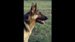 Entrenan perros contra caza furtiva en Sudáfrica