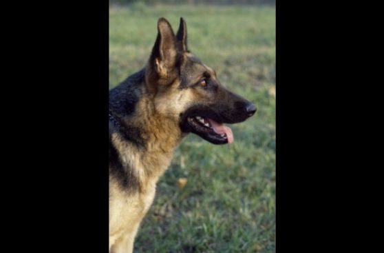 Entrenan perros contra caza furtiva en Sudáfrica