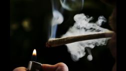 Desarrollan análisis de marihuana para conductores