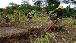 La hoja de coca ilegal es erradicada en el Trapecio Amazónico