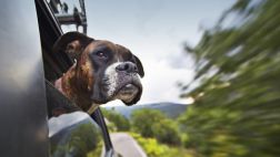 ¿Viajas con tu perro? Seis consejos que te pueden ser útiles