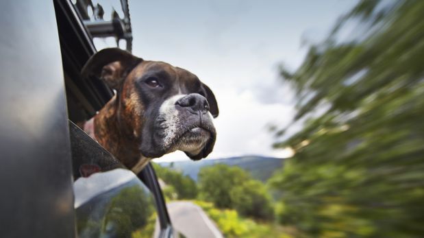 ¿Viajas con tu perro? Seis consejos que te pueden ser útiles