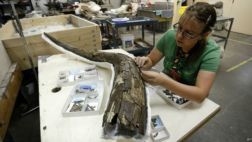 Fósil de mastodonte explica cómo era el clima hace 120 mil años