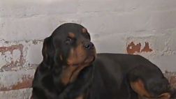 Villa María del Triunfo: perros del serenazgo están abandonados
