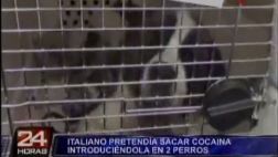 Perros 'burriers': mafia quería sacar cocaína dentro de canes