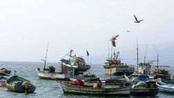 Suspenden captura de anchoveta en zona del litoral peruano