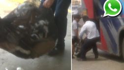 Vía WhatsApp: una desalmada manera de trasladar animales