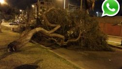 Vía WhatsApp: árbol cayó en medio de avenida en San Miguel
