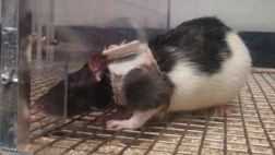 Ratas podrían explicar por qué al hombre le atrae la lencería