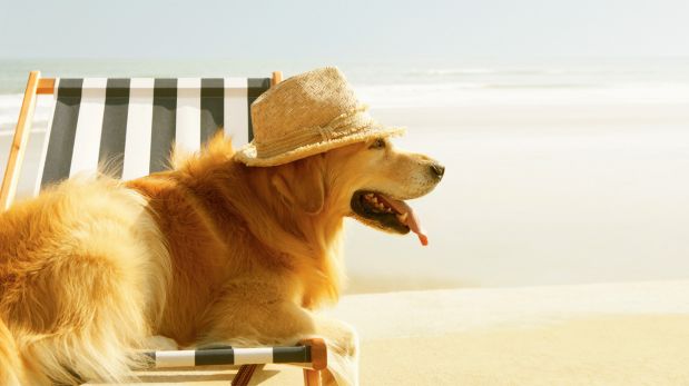 ¿Perros en la playa? Cómo pasar un verano sin riesgos
