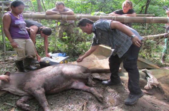 Murió tapir que estuvo cautivo en lodge de conocido hotel