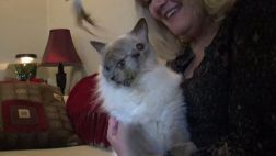 Gato de dos caras fallece a los 15 años