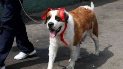 Perra San Bernardo usada como ‘burrier’ será asimilada a la PNP