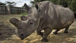 El difícil reto de salvar al rinoceronte blanco de la extinción