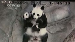 YouTube: Tierno reencuentro entre trillizos panda y su madre