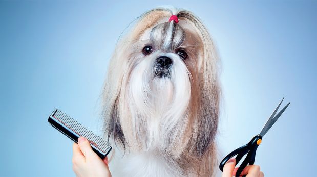 ¿Debo cortarle el pelo a mi perro en verano?