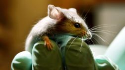 Pacientes de cáncer prueban fármacos en ratones