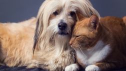 Mascotas: Ayuda a estos perros y gatos a encontrar un hogar