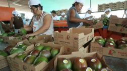 TLC: Régimen de contratos temporales aun preocupa a EEUU