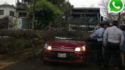 Vía WhatsApp: árbol cayó encima de carro frente a U. Agraria