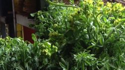 Chachacoma, una planta con propiedades anticancerígenas