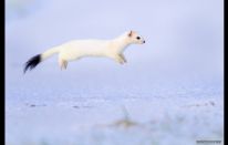 La belleza de la vida salvaje durante el invierno