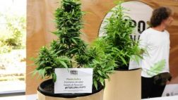 Uruguay tiene 1.200 cultivadores legales de marihuana