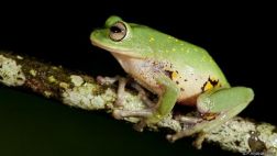 Las extrañas especies descubiertas en 2014