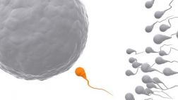 Crean células que originan a los espermatozoides y óvulos