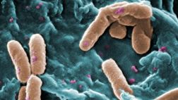 ¿Cómo sería el mundo sin microbios?