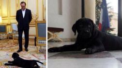 Hollande recibió una perrita como regalo de Navidad