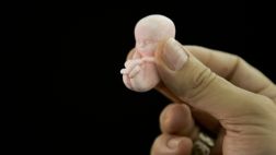 Tasa de abortos en Utah cae a un nivel sin precedentes