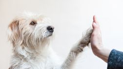 Mascotas: Ayudemos a estos animalitos a encontrar un hogar