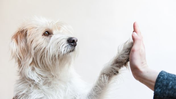 Mascotas: Ayudemos a estos animalitos a encontrar un hogar
