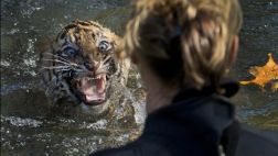 Se comió tres tigres y ahora pasará 13 años en la cárcel
