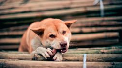 ¿Tu perro lame las paredes? Conoce algunos de los motivos