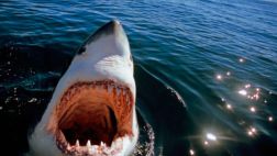 Facebook: autoridades buscan a tiburón que mató a un joven