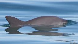 Las tímidas vaquitas marinas están al borde de la extinción