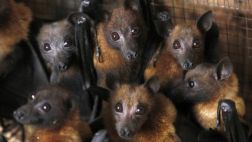 ¿Cómo se infectó la primera víctima de ébola?