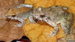 El misterio de rana que da a luz a renacuajos sin poner huevos