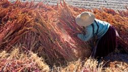 Exportaciones de quinua sumaron US$180 millones durante el 2014