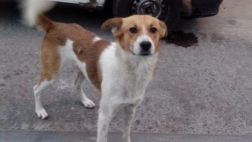Policía fue detenido por estar implicado en muerte de un perro