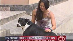Unos 25 perros fueron envenenados en un solo condominio de SJM