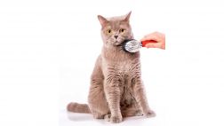 Mantén a tu gato saludable con estos consejos
