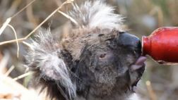 YouTube: rescatan a koalas sedientos de incendio forestal