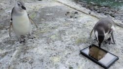 YouTube: los pingüinos también se obsesionan con los iPad